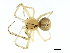  (Mimetus epeiroides - 08BBARAC-0006)  @12 [ ] CreativeCommons - Attribution (2008) Unspecified Centre for Biodiversity Genomics
