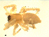  ( - CCDB-08823-A04)  @13 [ ] CC-0  Gergin Blagoev, Centre for Biodiversity Genomics Unspecified