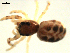  ( - CCDB-08823-A10)  @12 [ ] CC-0  Gergin Blagoev, Centre for Biodiversity Genomics Unspecified