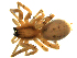  ( - CCDB-08823-C08)  @13 [ ] CC-0  Gergin Blagoev, Centre for Biodiversity Genomics Unspecified