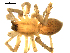  ( - CCDB-08823-D09)  @13 [ ] CC-0  Gergin Blagoev, Centre for Biodiversity Genomics Unspecified