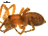  ( - CCDB-08823-D12)  @13 [ ] CC-0  Gergin Blagoev, Centre for Biodiversity Genomics Unspecified