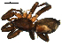  ( - CCDB-08823-G02)  @12 [ ] CC-0  Gergin Blagoev, Centre for Biodiversity Genomics Unspecified
