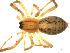  ( - CCDB-08823-G03)  @12 [ ] CC-0  Gergin Blagoev, Centre for Biodiversity Genomics Unspecified