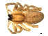  ( - CCDB-08823-G04)  @12 [ ] CC-0  Gergin Blagoev, Centre for Biodiversity Genomics Unspecified