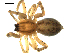  ( - CCDB-08823-G08)  @12 [ ] CC-0  Gergin Blagoev, Centre for Biodiversity Genomics Unspecified