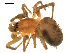  ( - CCDB-08823-G09)  @13 [ ] CC-0  Gergin Blagoev, Centre for Biodiversity Genomics Unspecified