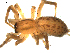  ( - CCDB-08823-G12)  @13 [ ] CC-0  Gergin Blagoev, Centre for Biodiversity Genomics Unspecified