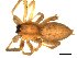  ( - CCDB-08823-H06)  @12 [ ] CC-0  Gergin Blagoev, Centre for Biodiversity Genomics Unspecified