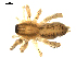  ( - CCDB-08823-H08)  @12 [ ] CC-0  Gergin Blagoev, Centre for Biodiversity Genomics Unspecified