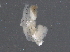  ( - BIOUG03788-G06)  @11 [ ] CreativeCommons - Attribution (2014) CBG Photography Group Centre for Biodiversity Genomics