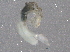  ( - BIOUG03788-H10)  @11 [ ] CreativeCommons - Attribution (2014) CBG Photography Group Centre for Biodiversity Genomics