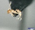  (Pheidole AGB3313 - RE21-AT1-FOR-0027)  @11 [ ] CreativeCommons - Attribution Non-Commercial (by-nc) (2021) Unspecified Technischer Universität Darmstadt