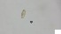  (Malaconothridae_incertae_sedis - RE21-AT1-ORI-0548)  @11 [ ] CreativeCommons - Attribution Non-Commercial (by-nc) (2021) Unspecified Technischer Universität Darmstadt