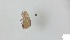  (Trhypochthoniidae_incertae_sedis - RE21-AT1-ORI-0589)  @11 [ ] CreativeCommons - Attribution Non-Commercial (by-nc) (2021) Unspecified Technischer Universität Darmstadt