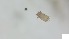  (Nothridae_incertae_sedis - RE21-AT1-ORI-0895)  @11 [ ] CreativeCommons - Attribution Non-Commercial (by-nc) (2021) Unspecified Technischer Universität Darmstadt