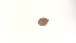 (Oribatellidae_incertae_sedis - RE21-AT1-ORI-0100)  @11 [ ] CreativeCommons - Attribution Non-Commercial (by-nc) (2021) Unspecified Technischer Universität Darmstadt