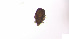  (Eremaeozetidae_incertae_sedis - RE21-AT1-ORI-0188)  @11 [ ] CreativeCommons - Attribution Non-Commercial (by-nc) (2021) Unspecified Technischer Universität Darmstadt