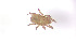  ( - RE21-AT1-ORI-0356)  @11 [ ] CreativeCommons - Attribution Non-Commercial (by-nc) (2021) Unspecified Technischer Universität Darmstadt