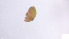  (Mesoplophoridae_incertae_sedis - RE21-AT1-ORI-0367)  @11 [ ] CreativeCommons - Attribution Non-Commercial (by-nc) (2021) Unspecified Technischer Universität Darmstadt