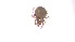  (Hermanniellidae_incertae_sedis - RE21-AT1-ORI-0381)  @11 [ ] CreativeCommons - Attribution Non-Commercial (by-nc) (2021) Unspecified Technischer Universität Darmstadt