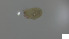  (Lohmanniidae_incertae_sedis - RE21-AT1-ORI-0420)  @11 [ ] CreativeCommons - Attribution Non-Commercial (by-nc) (2021) Unspecified Technischer Universität Darmstadt