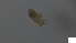  (Crotoniidae_incertae_sedis - RE21-AT1-ORI-0423)  @11 [ ] CreativeCommons - Attribution Non-Commercial (by-nc) (2021) Unspecified Technischer Universität Darmstadt