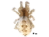  (Anelosimus pacificus - BIOUG32560-F09)  @11 [ ] CreativeCommons - Attribution (2017) CBG Photography Group Centre for Biodiversity Genomics