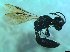  ( - bf-cra-00009)  @12 [ ] CreativeCommons - Attribution Share-Alike (2016) Olsen, K.M. BioFokus
