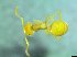 (Lasius cf. umbratus - bf-for-00007)  @12 [ ] CreativeCommons - Attribution Share-Alike (2016) Olsen, K.M. BioFokus