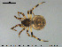 ( - AraVM123)  @14 [ ] CreativeCommons - Attribution Non-Commercial Share-Alike (2015) NTNU University Museum, Department of Natural History NTNU University Museum, Department of Natural History