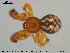  (Dipoena nigroreticulata - AraVM125)  @14 [ ] CreativeCommons - Attribution Non-Commercial Share-Alike (2015) NTNU University Museum, Department of Natural History NTNU University Museum, Department of Natural History
