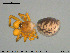  ( - AraVM126)  @13 [ ] CreativeCommons - Attribution Non-Commercial Share-Alike (2015) NTNU University Museum, Department of Natural History NTNU University Museum, Department of Natural History