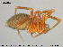  (Evansia - AraVM133)  @14 [ ] CreativeCommons - Attribution Non-Commercial Share-Alike (2015) NTNU University Museum, Department of Natural History NTNU University Museum, Department of Natural History