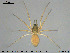  (Agyneta rurestris - AraVM143)  @15 [ ] CreativeCommons - Attribution Non-Commercial Share-Alike (2015) NTNU University Museum, Department of Natural History NTNU University Museum, Department of Natural History