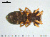  ( - AraVM146)  @14 [ ] CreativeCommons - Attribution Non-Commercial Share-Alike (2015) NTNU University Museum, Department of Natural History NTNU University Museum, Department of Natural History