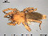  ( - AraVM16)  @14 [ ] CreativeCommons - Attribution Non-Commercial Share-Alike (2015) NTNU University Museum, Department of Natural History NTNU University Museum, Department of Natural History