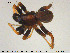  ( - AraVM171)  @11 [ ] CreativeCommons - Attribution Non-Commercial Share-Alike (2015) NTNU University Museum, Department of Natural History NTNU University Museum, Department of Natural History