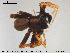 ( - AraVM172)  @11 [ ] CreativeCommons - Attribution Non-Commercial Share-Alike (2015) NTNU University Museum, Department of Natural History NTNU University Museum, Department of Natural History