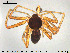  ( - AraVM174)  @13 [ ] CreativeCommons - Attribution Non-Commercial Share-Alike (2015) NTNU University Museum, Department of Natural History NTNU University Museum, Department of Natural History