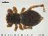  ( - AraVM180)  @14 [ ] CreativeCommons - Attribution Non-Commercial Share-Alike (2015) NTNU University Museum, Department of Natural History NTNU University Museum, Department of Natural History