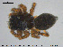  ( - AraVM181)  @11 [ ] CreativeCommons - Attribution Non-Commercial Share-Alike (2015) NTNU University Museum, Department of Natural History NTNU University Museum, Department of Natural History