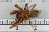  ( - AraVM187)  @14 [ ] CreativeCommons - Attribution Non-Commercial Share-Alike (2015) NTNU University Museum, Department of Natural History NTNU University Museum, Department of Natural History