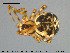  ( - AraVM189)  @13 [ ] CreativeCommons - Attribution Non-Commercial Share-Alike (2015) NTNU University Museum, Department of Natural History NTNU University Museum, Department of Natural History