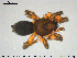  ( - AraVM199)  @14 [ ] CreativeCommons - Attribution Non-Commercial Share-Alike (2015) NTNU University Museum, Department of Natural History NTNU University Museum, Department of Natural History