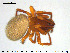  ( - AraVM208)  @11 [ ] CreativeCommons - Attribution Non-Commercial Share-Alike (2015) NTNU University Museum, Department of Natural History NTNU University Museum, Department of Natural History