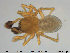  (Tibioploides - AraVM22)  @14 [ ] CreativeCommons - Attribution Non-Commercial Share-Alike (2015) NTNU University Museum, Department of Natural History NTNU University Museum, Department of Natural History