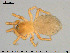  (Acartauchenius - AraVM223)  @14 [ ] CreativeCommons - Attribution Non-Commercial Share-Alike (2015) NTNU University Museum, Department of Natural History NTNU University Museum, Department of Natural History