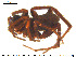  ( - AraVM228)  @14 [ ] CreativeCommons - Attribution Non-Commercial Share-Alike (2015) NTNU University Museum, Department of Natural History NTNU University Museum, Department of Natural History