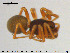  ( - AraVM229)  @13 [ ] CreativeCommons - Attribution Non-Commercial Share-Alike (2015) NTNU University Museum, Department of Natural History NTNU University Museum, Department of Natural History